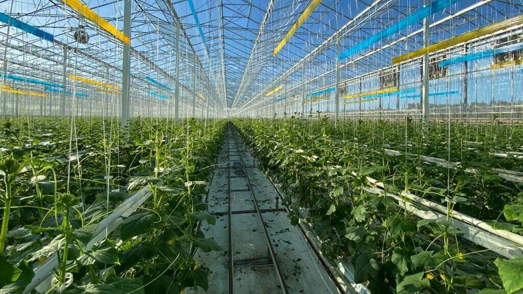 Invernadero Perfection Fresh|Santiago Insaurralde-Perfection Fruit|Pepino envasado listo para consumo|pepino-perfectionfresh|perfection fresh|envases-perfection fresh|horticultura-invernaderos-australia